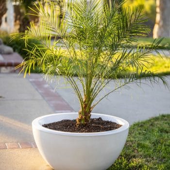 Alternative view of The Outdoor Plus Luna Planter Bowl - GFRC Concrete